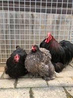 Trio cochin kriel, Dieren en Toebehoren