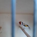 Majoor putter man 25, Animaux & Accessoires, Oiseaux | Oiseaux Autre, Mâle, Bagué