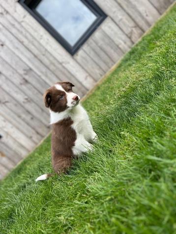 Leuke border collie pup beschikbaar voor biedingen