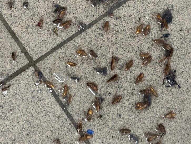 Ongedierten bestrijding, Dieren en Toebehoren, Knaagdieren, Mannelijk, Januari