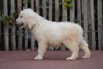 Prachtige golden retriever pups, Dieren en Toebehoren, Golden retriever, België, CDV (hondenziekte), 8 tot 15 weken