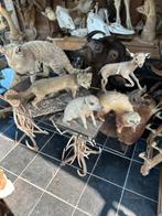 Zeer oud opgezette dieren in een lot te koop of apart, Antiek en Kunst, Ophalen of Verzenden