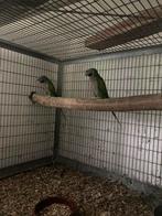 Derbyanparkieten prijsdaling 300 euro (koppel), Meerdere dieren, Parkiet, Geringd