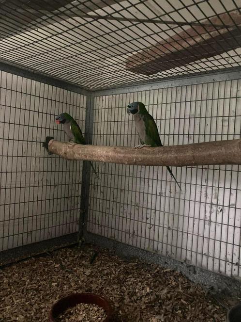 Derbyanparkieten prijsdaling 300 euro (koppel), Dieren en Toebehoren, Vogels | Parkieten en Papegaaien, Parkiet, Meerdere dieren