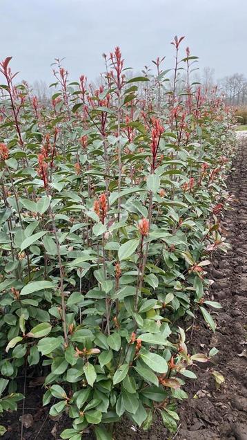 Professioneel gekweekte Red Robin 180-200 Oisterwijk beschikbaar voor biedingen