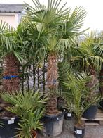 Winterharde palmboom- Trachycarpus Fortunei, Enlèvement, Palmier