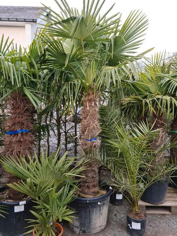 Winterharde palmboom- Trachycarpus Fortunei 