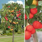 Aardbeiboom, Arbutus unedo met heerlijke oranje vruchten., En pot, Autres espèces, 100 à 250 cm, Enlèvement ou Envoi
