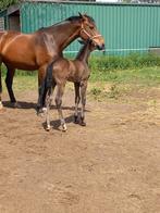 Fokmerrie 2013, Dieren en Toebehoren, Paarden, Merrie