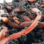 Gratis compostwormen, Ophalen