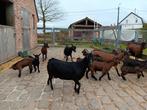 Chèvres naines, Animaux & Accessoires, Moutons, Chèvres & Cochons