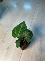 Anthurium Magnificum x, Ophalen of Verzenden