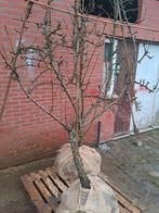 Perenbomen, Tuin en Terras, Ophalen