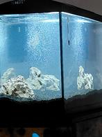 Gezocht, guppies, platty, s tettras gratis of kleine prijs