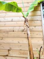 Bananenboom, Vaste plant, Ophalen