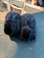2 mannetjes dwergkonijntjes, Dieren en Toebehoren, Konijnen, Mannelijk, Dwerg, 0 tot 2 jaar