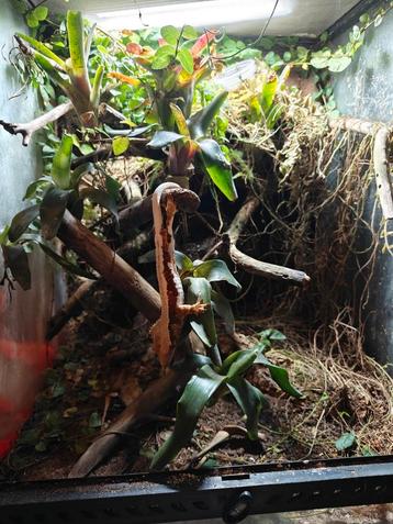 Wimpergekko man  lilly white beschikbaar voor biedingen