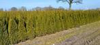 Thuja occidentalis  Smaragd  150-175cm  met kluit, Tuin en Terras, Planten | Struiken en Hagen, Ophalen of Verzenden, Conifeer
