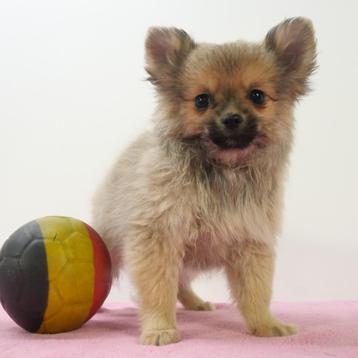 Pomchi (teefjes) - Belgische pups te koop beschikbaar voor biedingen