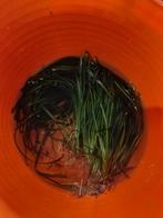 Vallisneria plantjes, Dieren en Toebehoren, Ophalen, Plant(en), Steen of Hout