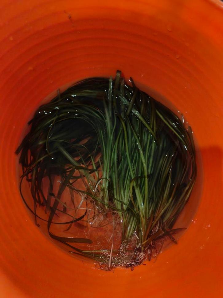 Vallisneria plantjes, Animaux & Accessoires, Poissons | Aquariums & Accessoires, Plante(s), Pierre ou Bois, Enlèvement