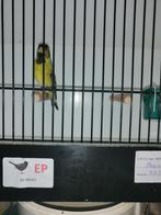 baardsijs zeer mooie vogel, Animaux & Accessoires, Oiseaux | Oiseaux Autre