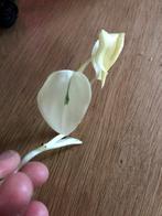 ‘Witte’ monstera standleyana, Ophalen