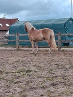 2.5 jarige haflinger ruin, Dieren en Toebehoren, Paarden, Ruin