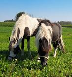 2 HENGSTJES ZOEKEN EEN LEUKE THUIS