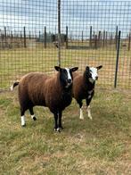 2 mooie grote jonge zwartbles ooien voor de kweek, Vrouwelijk, Schaap