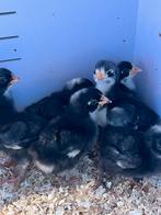 Mechelse koekoek kuikens, Dieren en Toebehoren