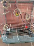 Agapornis - dwergpapegaai met kooi, Dieren en Toebehoren, Ophalen, Zo goed als nieuw