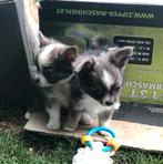 Chihuahuapupjes mooi kleintjes, Dieren en Toebehoren, Honden | Chihuahua's en Gezelschapshonden, België, Fokker | Hobbymatig, Meerdere