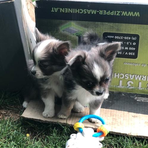 Chihuahuapupjes mooi kleintjes, Dieren en Toebehoren, Honden | Chihuahua's en Gezelschapshonden, Meerdere dieren, Chihuahua, Fokker | Hobbymatig