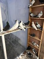 Hoogevliegers duiven, Dieren en Toebehoren