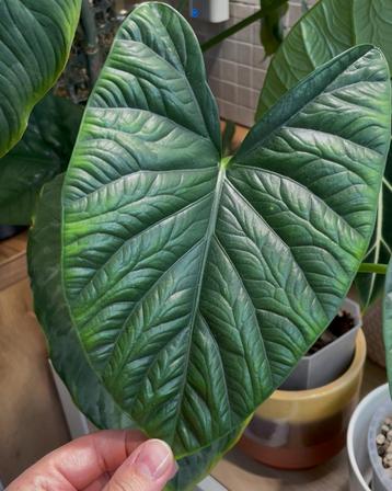 Alocasia lukiwan beschikbaar voor biedingen