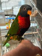 Lori-papegaai, Animaux & Accessoires, Oiseaux | Perruches & Perroquets
