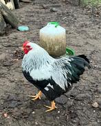 Wyandotte haan, Mâle, Poule ou poulet