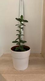 Geldboom 35 cm hoog in witte pot, Ophalen, Vetplant