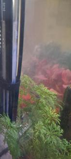 3 Knorgourami – €10 moeten weg, Dieren en Toebehoren, Vis, Zoetwatervis, Schoolvis