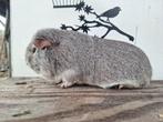 Cinnanmon agouti cavia beer tt kwaliteit en fokgeschikt, Dieren en Toebehoren, April, Cavia