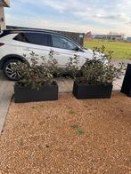 Kunststoffen bloembakken inclusief planten (100x40), Tuin en Terras, Ophalen, Zo goed als nieuw