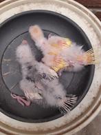 kakariki's, Dieren en Toebehoren, Meerdere dieren, Geringd