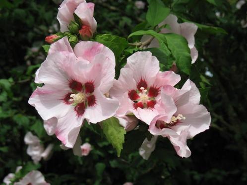 Hibiscus  syriacus "Hamabo", de Althaeastruik, Tuin en Terras, Planten | Tuinplanten, Vaste plant, Volle zon, Herfst, Ophalen