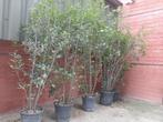 Steeneik, Tuin en Terras, Planten | Bomen, Overige soorten, 100 tot 250 cm, Ophalen, Volle zon