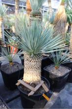 Yucca Rostrata, Jardin & Terrasse, Plantes | Arbres, En pot, Plein soleil, Été, Enlèvement ou Envoi