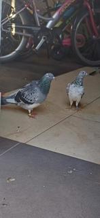 Duiven, Dieren en Toebehoren, Vogels | Overige Vogels
