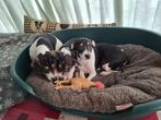 Boerenfox pups, Dieren en Toebehoren, België, Overige rassen, 8 tot 15 weken, Meerdere