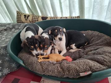Boerenfox pups beschikbaar voor biedingen
