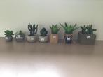 Plantes artificielles - Succulentes en pot 7 pièces, Enlèvement ou Envoi, Comme neuf